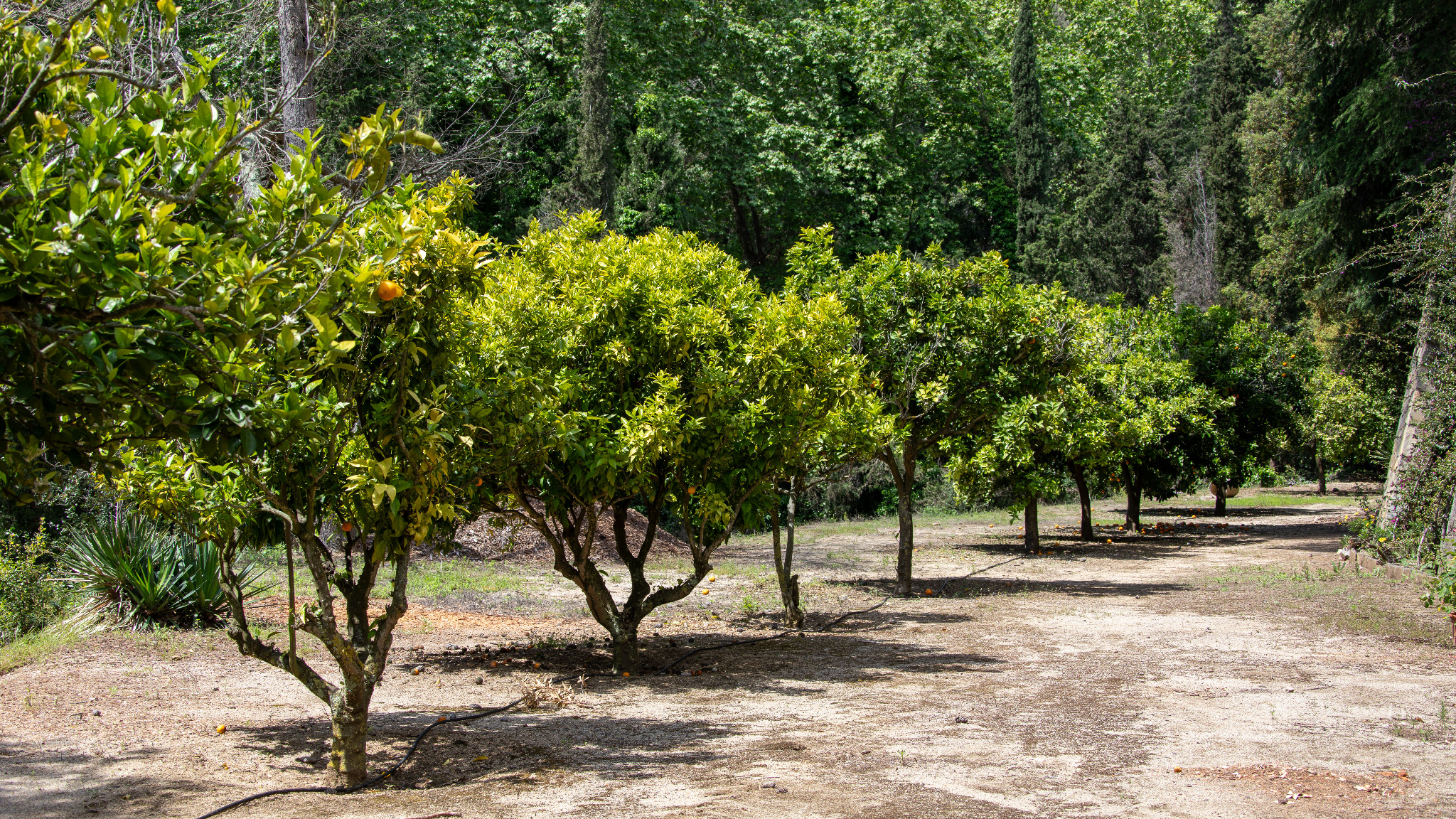 Natural landscape around Saint George